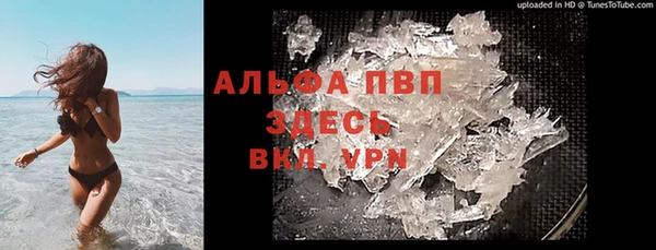 прущие грибы Инта